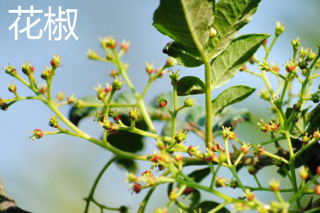 Sichuan Pepper. jpg