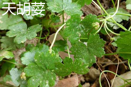 Coriander