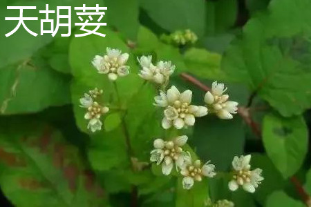 Coriander