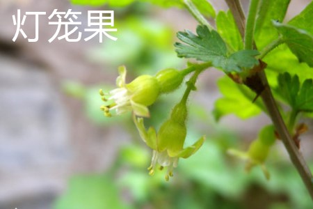 Lantern fruit