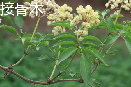 Elderberry leaves jpg