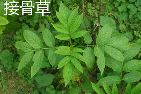 Elderberry leaves jpg