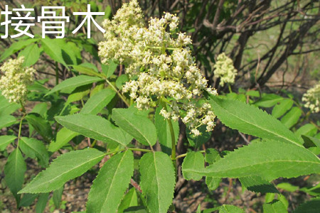 Elderberry flower jpg