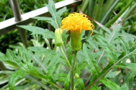 Gynura procumbens 