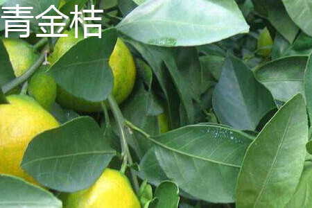 Green kumquat leaves jpg