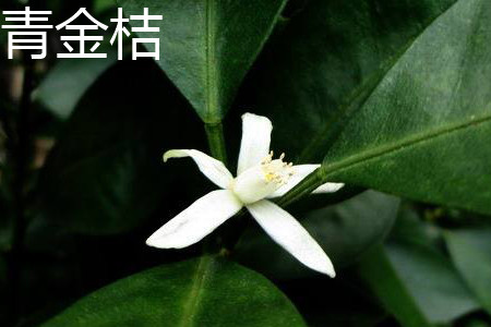 Green kumquat flower jpg