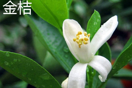 Kumquat flower jpg