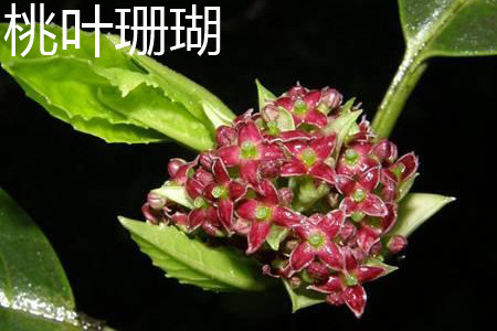 Peach leaf coral