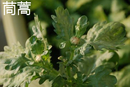 Chrysanthemum leaves