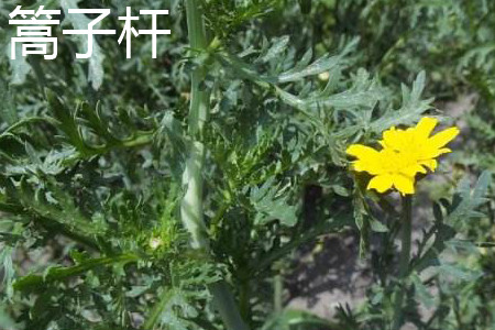 Artemisia stem blossoms jpg