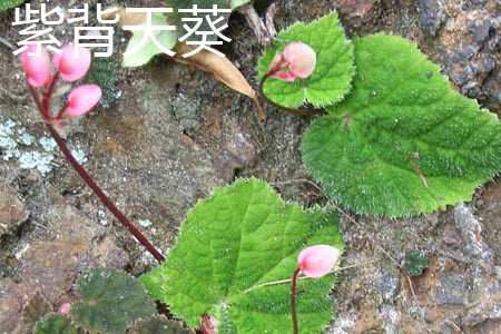 begonia fimbristipula 