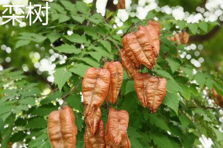 Koelreuteria Paniculata