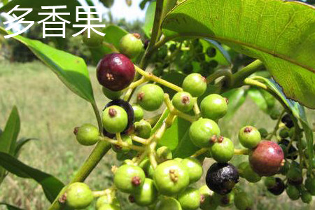 Fragrant fruit