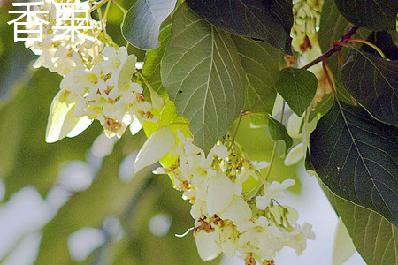 Fragrant fruit