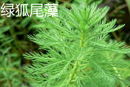 Myriophyllum elatinoides 