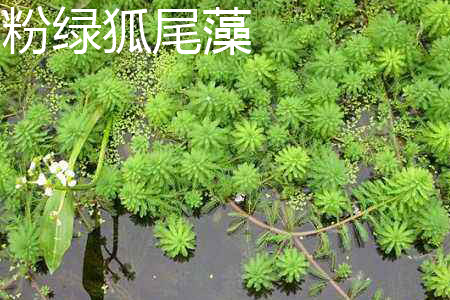 Myriophyllum aquaticum 