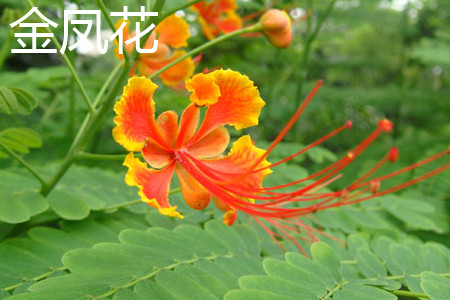 Impatiens cyathiflora