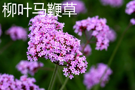 Verbena bonariensis 