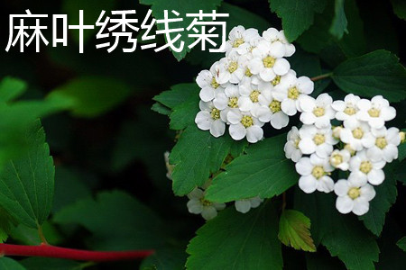 spiraea cantoniensis 