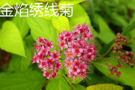 Golden Flame Spiraea