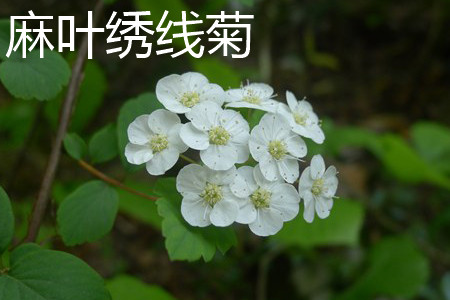 spiraea cantoniensis 