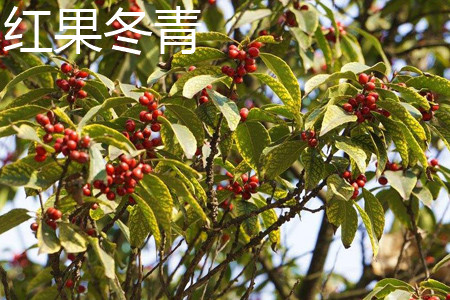 Red fruit Holly