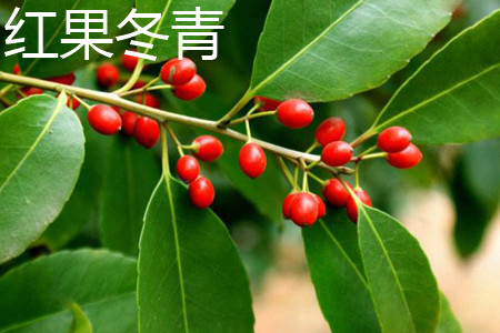 Red fruit Holly