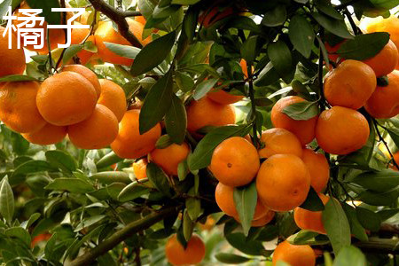 a mandarin orange