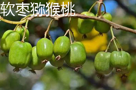 Soft jujube Kiwifruit