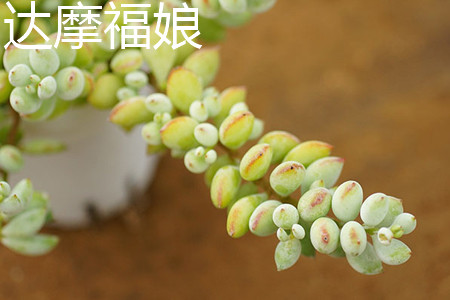 Cotyledon pendens 