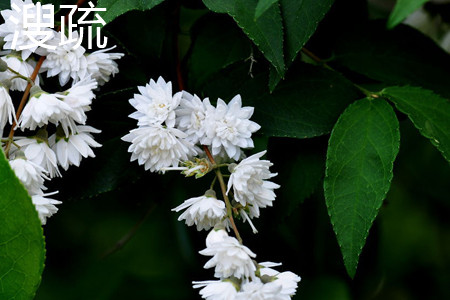 Deutzia