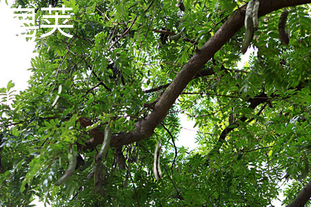 Gleditsia sinensis