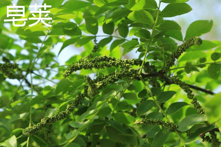 Gleditsia sinensis