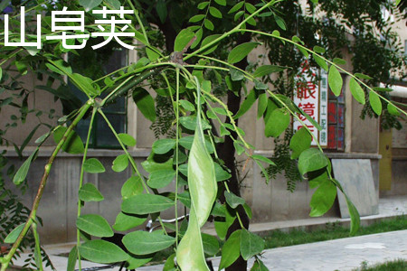 Gleditsia sinensis