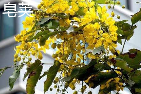 Gleditsia sinensis