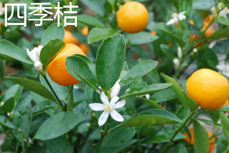 Calamondin