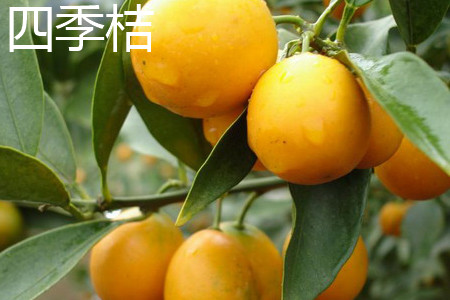 Calamondin