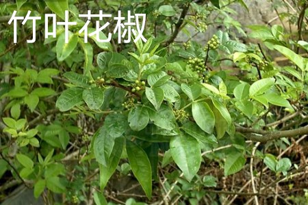 Zanthoxylum armatum 