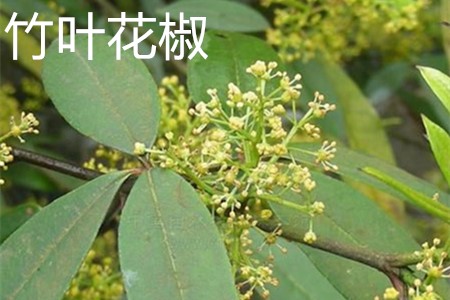 Zanthoxylum armatum 