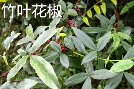 Zanthoxylum armatum 