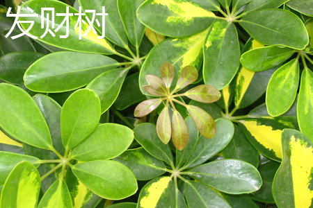 Fortune tree leaves jpg