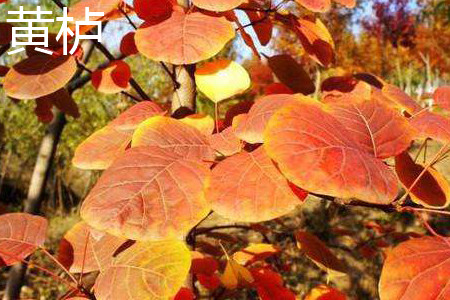 Cotinus coggygria