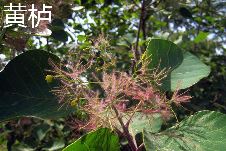 Cotinus coggygria