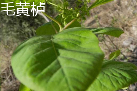 Cotinus tomentosa leaves jpg