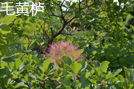 Cotinus tomentosa