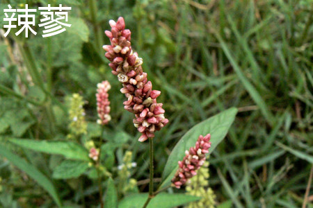 Polygonum hydropiper