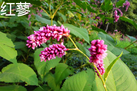 Polygonum