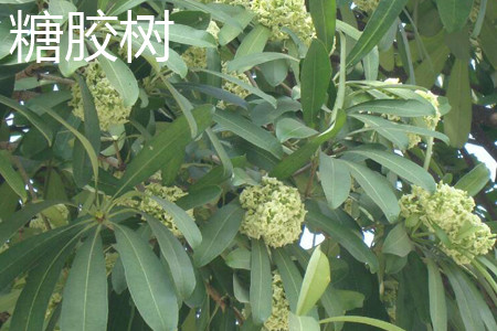 Sugar gum leaves jpg