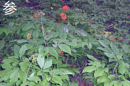 Ginseng plant jpg