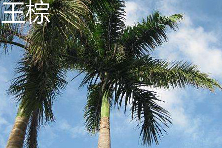 King palm leaves jpg